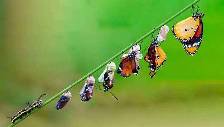 An image of a caterpillar transforming into a butterfly similar to a person transforming in 6 months.